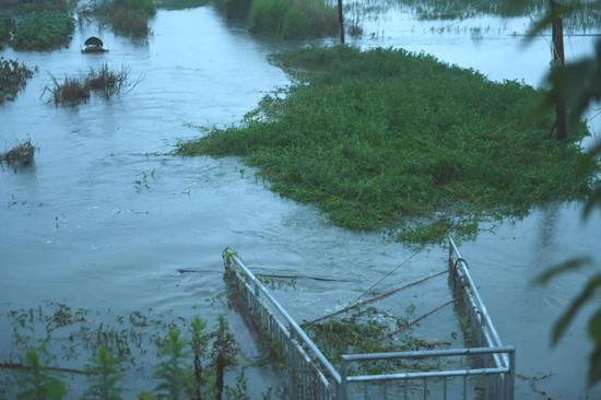  7月26日下午，合肥市果断启用星火圩分洪。记者 苏玲 摄