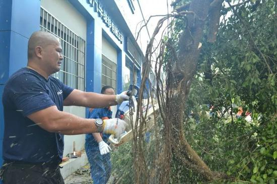  陈海阳在“莫兰蒂”台风中锯断倒伏的树木。资料图片