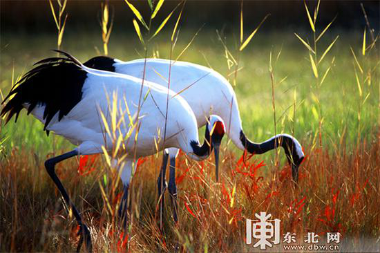齐齐哈尔扎龙湿地。