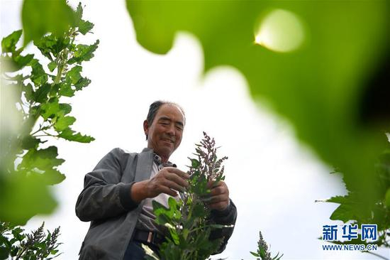 甘肃省武威市天祝藏族自治县松山镇大沟兴农种养殖专业合作社负责人文玉廷在地里查看藜麦生长情况（8月2日摄）。 新华社记者 陈斌 摄