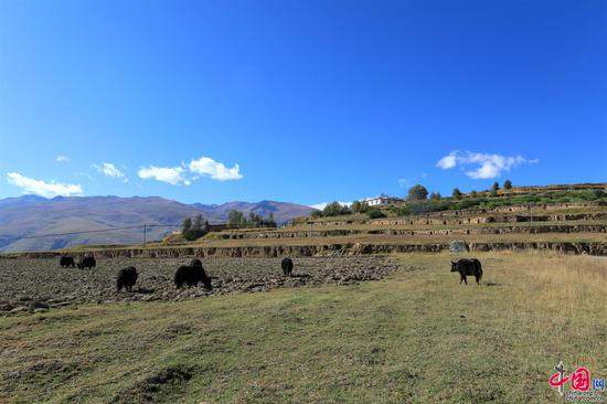 十八军窑洞群遗址现状。中国网记者胡俊 摄