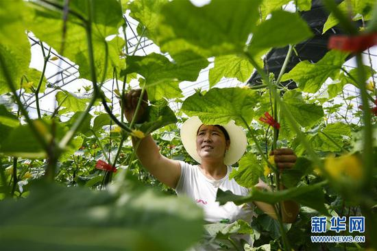 宁夏银川市金凤区润丰村村民在蔬菜大棚里给黄瓜掐秧（2019年5月9日摄）。新华社记者 王鹏 摄