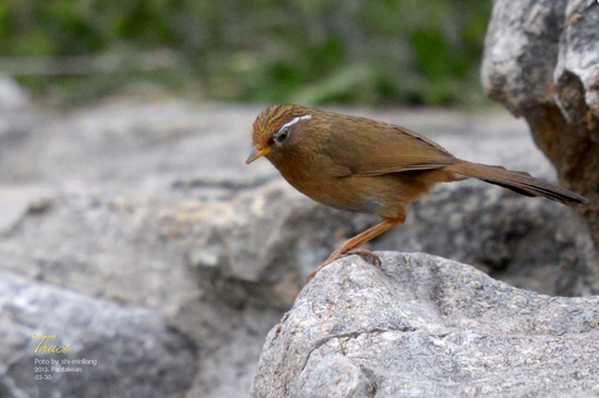 画眉（新增二级）&nbsp;时间/摄