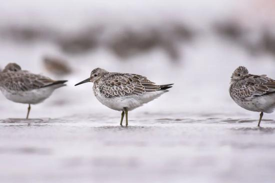 大滨鹬（新增二级） 郑运祥/摄