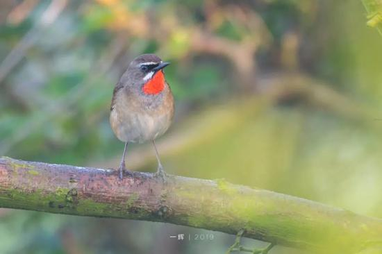 红喉歌鸲（新增二级）&nbsp;&nbsp;郑运祥/摄