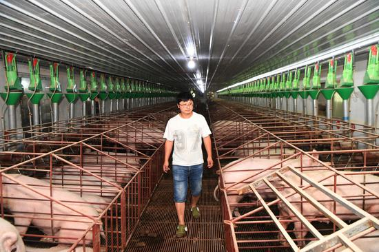 在重庆市万州区高梁镇天鹅村生猪生态养殖基地，工作人员在查看生猪生长情况（2020年6月5日摄）。新华社记者 王全超 摄