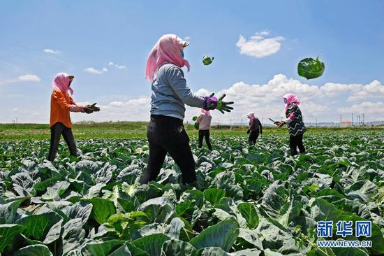 宁夏固原市原州区彭堡镇姚磨村村民在蔬菜基地收获圆白菜（2017年6月30日摄）。新华社记者 王鹏 摄