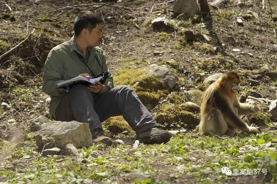  ▲郭松涛近距离观察野生金丝猴。受访者供图