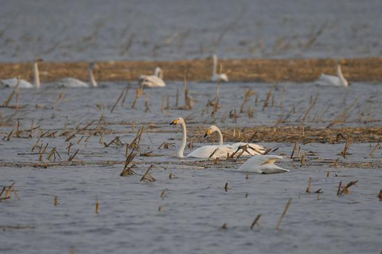 3月9日，随着天气转暖，黄河水面渐开冻，成群候鸟飞抵内蒙古鄂尔多斯市达拉特旗境内黄河沿线湿地。 新华社记者 刘磊 摄