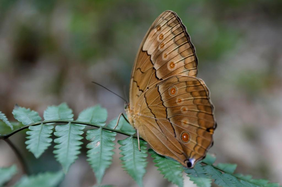  图为箭环蝶。李嘉娴 摄