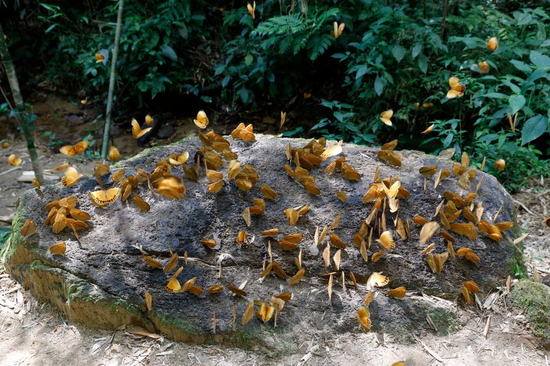  图为蝴蝶栖息于石头上。李嘉娴 摄