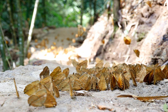  图为箭环蝶。李嘉娴 摄