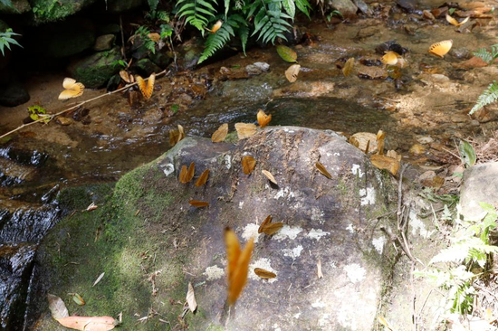  图为蝴蝶栖息于石头上。李嘉娴 摄