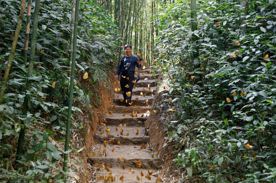  图为游客在蝴蝶环绕的林间漫步。李嘉娴 摄