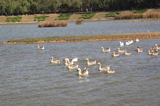 平顶山市白鹭洲国家城市湿地公园里的禽类