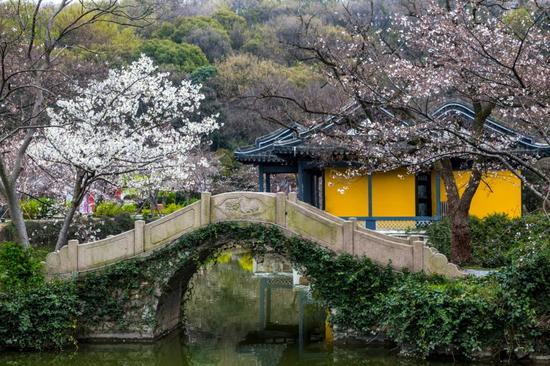 江南无锡鼋头渚，太湖风景的精华所在，素有"太湖第一名胜，中华赏樱胜地"的美誉。/图虫创意