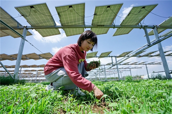 　　村民徐亚茹在河北省张北县德胜村“农光互补”项目区光伏发电板下查看药材长势（2020年6月23日摄）。新华社记者 牟宇 摄