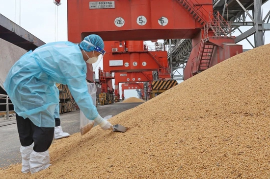 2022年5月10日，装运54000吨进口巴西大豆的货轮靠泊南通嘉达码头，南通海关关员按照疫情防控期间的查验方式对该轮进口大豆进行采样、检疫查验作业。图/IC