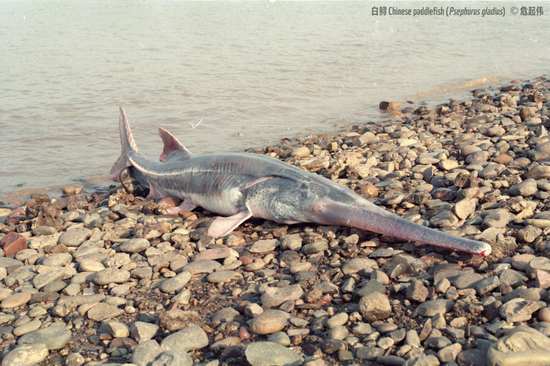 　中国水产科学研究院首席科学家危起伟拍摄的白鲟。
