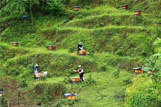 贵州省毕节市纳雍县水东镇怕那村村民在管理林下养殖的蜜蜂（2021年4月28日摄）。新华社记者 杨文斌 摄