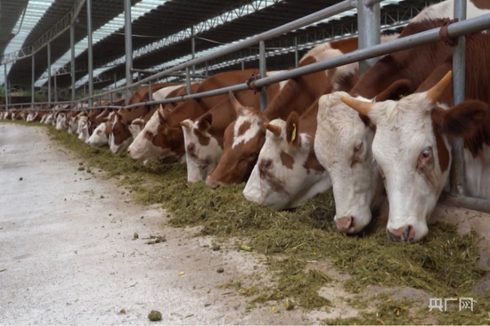 规范化的肉牛养殖大棚一角（央广网发 镇远县融媒体中心供图）