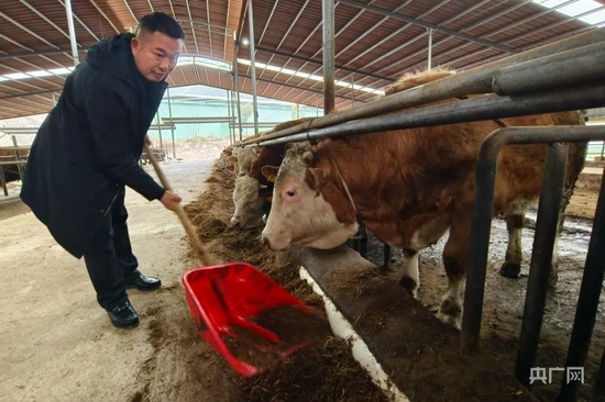 向星屿在牛舍里喂牛（央广网见习记者 栾小琳 摄）