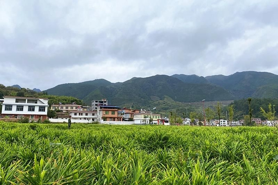  △湖南汝城县小黄姜推广示范基地