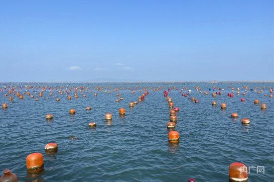 南澳县深澳镇走马埔村的“彩虹海”（央广网记者 官文清 摄）