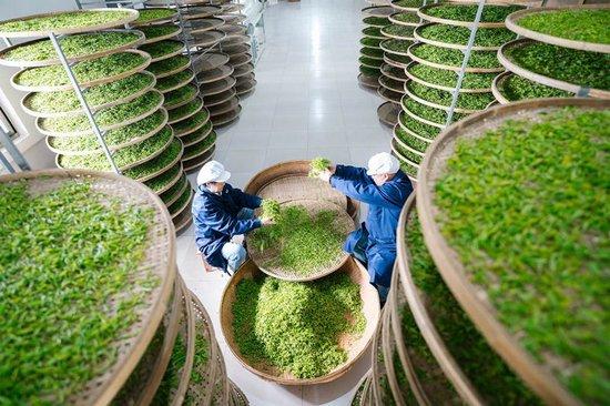惠明茶生产场景。（图片来源：景宁县委宣传部）
