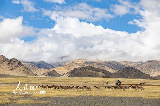西藏阿里：高原公路建设忙