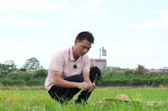 谢永佳正在田间观察丝苗米水稻生长情况（央广网记者 官文清 摄）