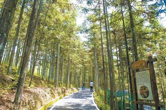 △福建周宁县黄振芳家庭林场