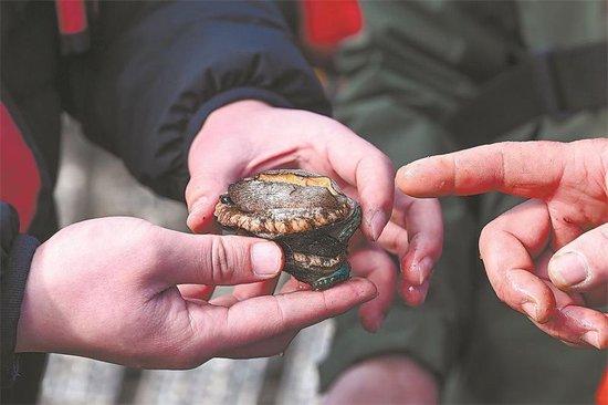 △ 如今,生长在不同海域层面的鲍鱼、坛紫菜、仙女蛤等,已成为平潭引以为豪的海洋物产。据统计,平潭鲍鱼年产量已近4.8万吨,产值超20亿元。其中,品质上乘的“平潭鲍”更成为当地向海而兴的“金名片”。