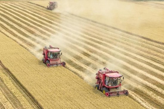 △2025年6月9日，河南三门峡灵宝西阎乡东古驿村村民在抢收小麦。