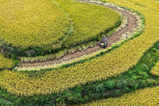  △2025年9月18日，稻农在重庆黔江区五里镇的稻田里抢收稻谷。