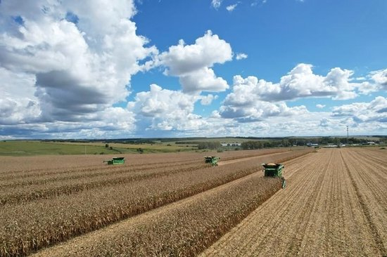  △2025年9月10日，在北大荒集团黑龙江建设农场有限公司第三管理区，大马力机车在进行玉米抢收作业。