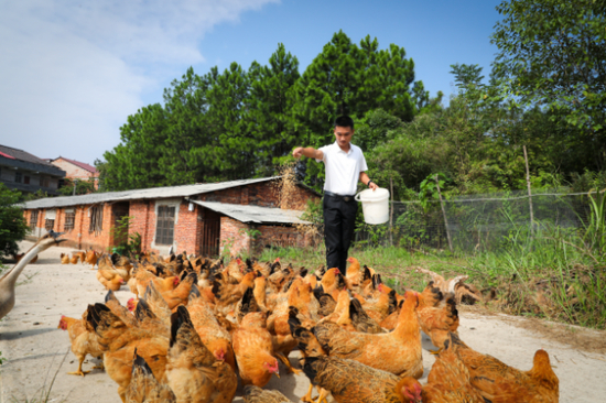  （田江街道谷洲村的走地鸡）