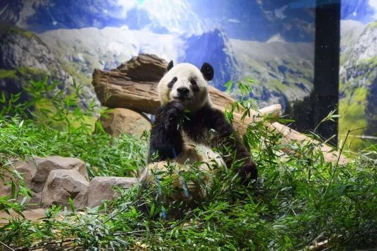  △图为“晓晓”