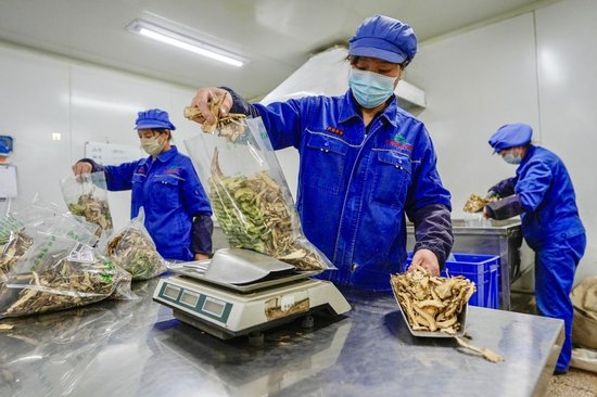2026年1月26日，工作人员在宁夏固原市隆德县一家药材加工企业分包当归。新华社记者 杨植森 摄