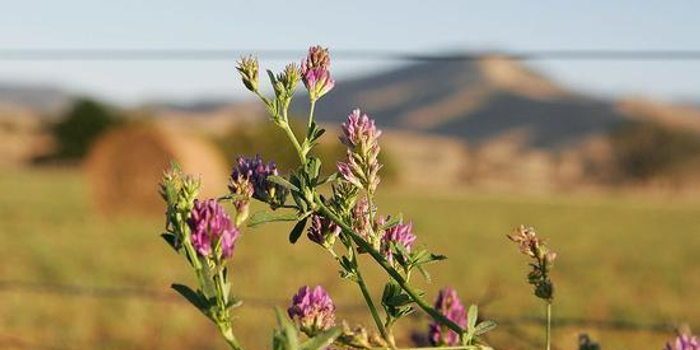 天津海关截获美国进口转基因苜蓿草 重约250吨