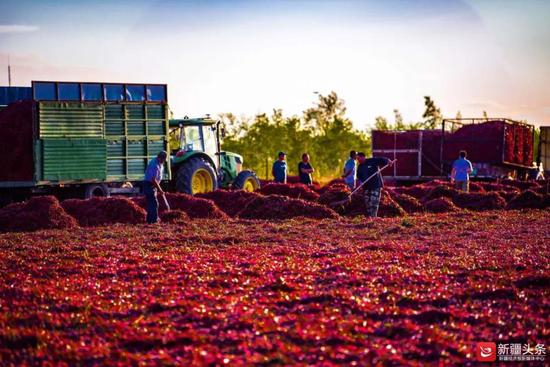 工人们正在晾晒辣椒。图/张万语