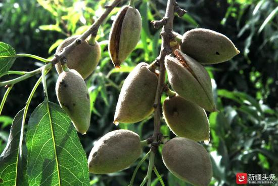 莎车县的巴旦木已经成熟裂口。图/莎车县委宣传部