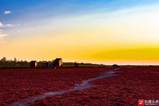 在沙湾安集海，红彤彤的辣椒一望无际。图/张万语