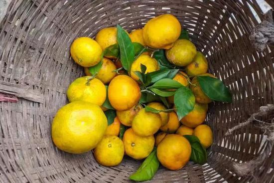  李欢家种的橘子。新京报记者党元悦 摄