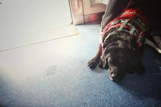  ▷多数时候，珍妮只是安静的趴在陈燕身边&nbsp;