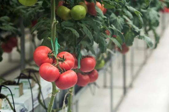 ▲ 寿光蔬菜基地里种出的黄瓜、丝瓜、西红柿。图/图虫·创意