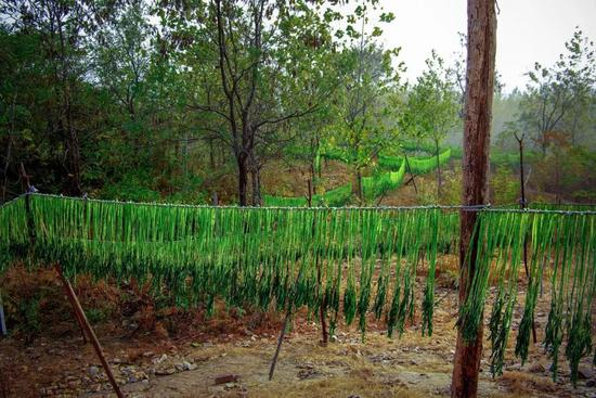  ▲&nbsp;正在晾晒的邳州苔干。摄影/李琼