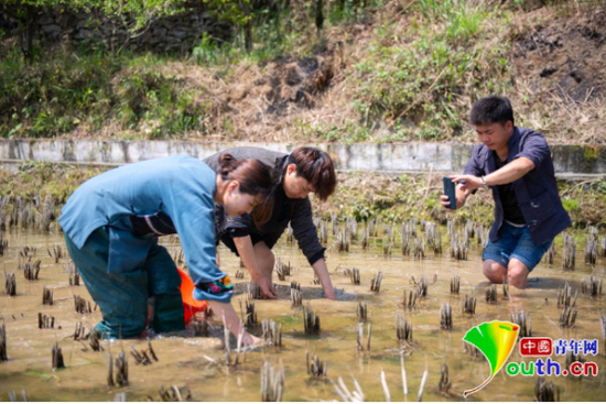施林娇和小伙伴们在直播插秧。本人供图&nbsp;