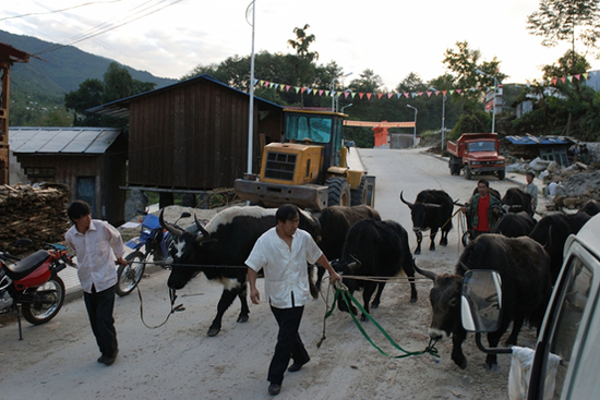  在西藏墨脱县交易牛只的商贩。&nbsp;