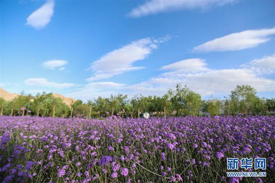 甘肃省酒泉市肃北蒙古族自治县紫亭湖生态景区花海（8月2日摄）。新华社记者 马希平 摄